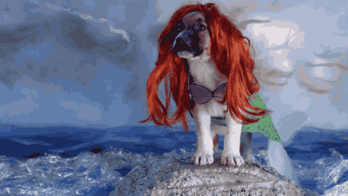 Little Mermaid Ariel Pug Dog GIF