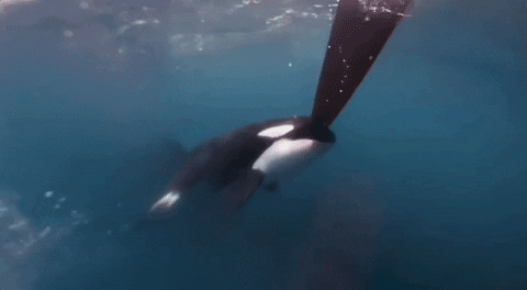 Little Orca Swimming GIF