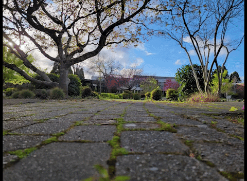 Little Peeps Line Up GIF