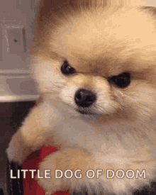 Little Pomeranian Of Doom GIF