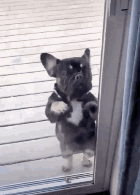 Little Puppy Happy Dance GIF