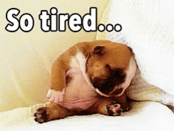Little Puppy In Couch Is So Tired GIF