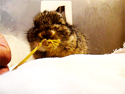 Little Rabbit Chewing Gum GIF