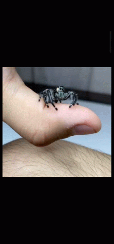 Little Scary Spider Jumped On You GIF