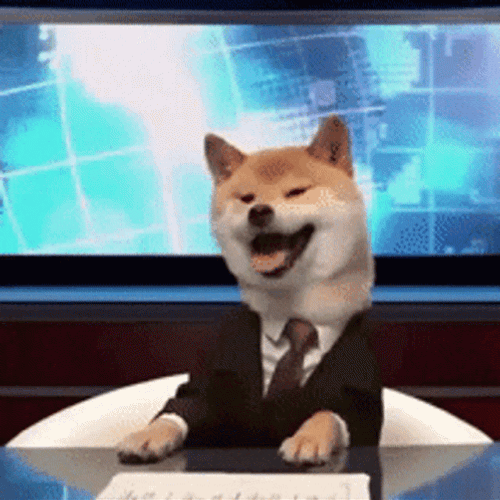 Little Shiba Inu GIF