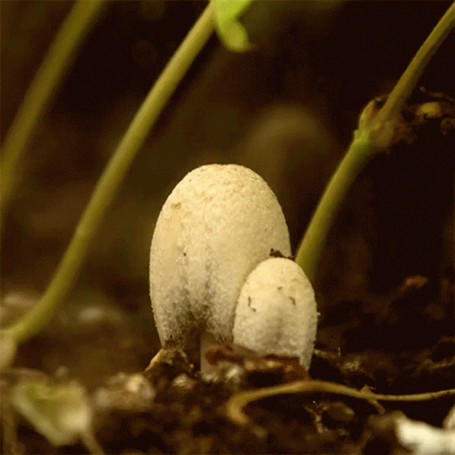 Little White Mushrooms Growing GIF