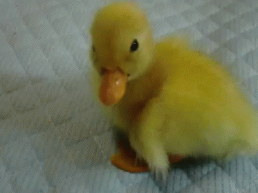 Little Yellow Duck Waddle On Cloth GIF