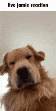 Live Jamie Reaction Dogs Gif GIF