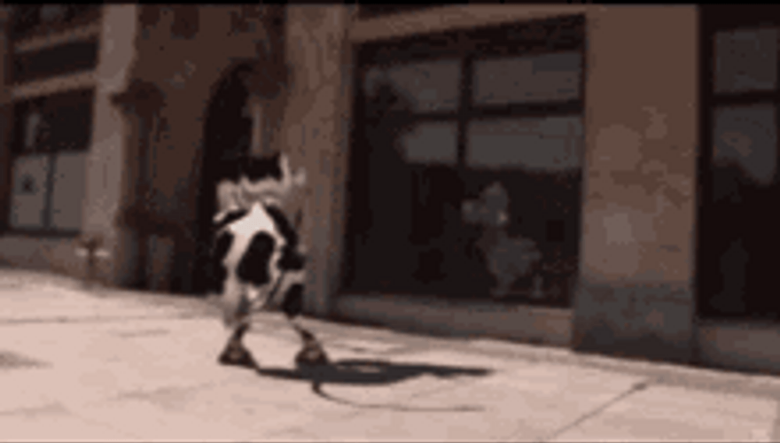Lively Dancing Cow Looking In Mirror GIF