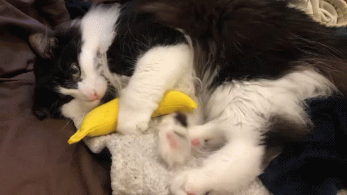 Lively Playing Banana Cat Meme GIF