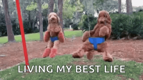 Living The Dream Dogs Swinging GIF