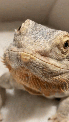 Lizard Boop Close Up GIF