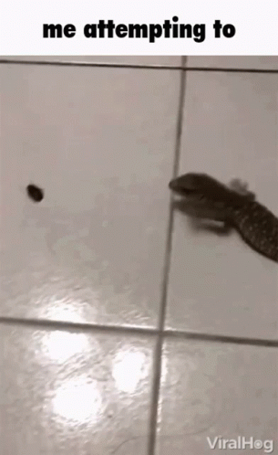 Lizard Attempting To Catch Insect Meme GIF