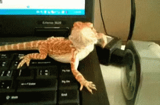 Lizard On Laptop Waving GIF