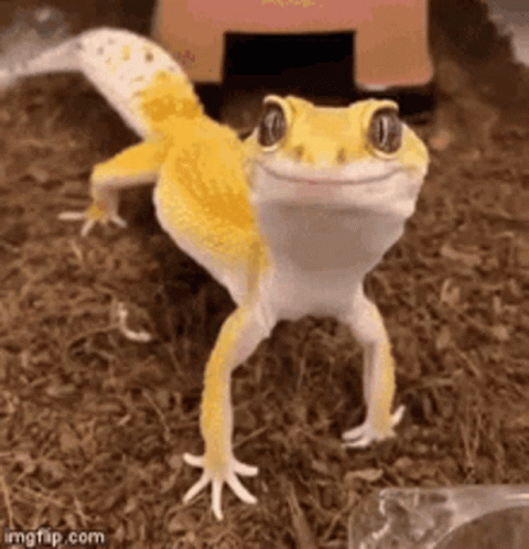 Beautiful Yellow Leopard Lizard GIF