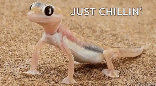Lizard Big Eyes Just Chillin GIF