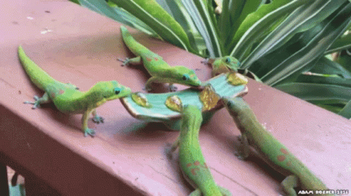 Gecko Lizards Enjoying Buffet GIF