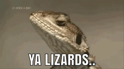 Bearded Dragon Lizard Looking Around GIF