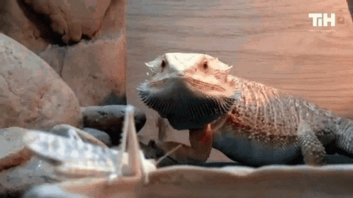Central Bearded Dragon Lizard Eating Insects GIF