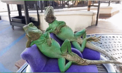 Funny Lizards Enjoying The Ride GIF