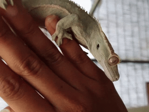Crested Gecko Lizard Tongue Out GIF