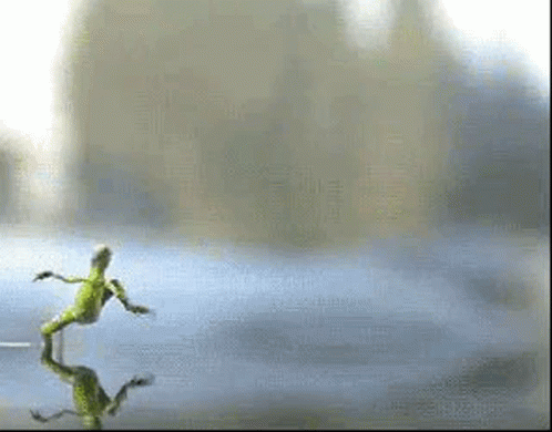 Amazing Lizard Walking On Water GIF