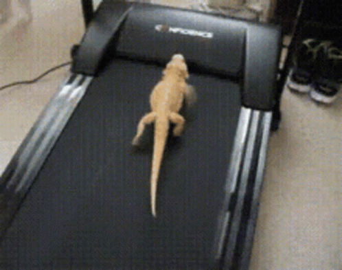 Lizard Working Out In Treadmill GIF