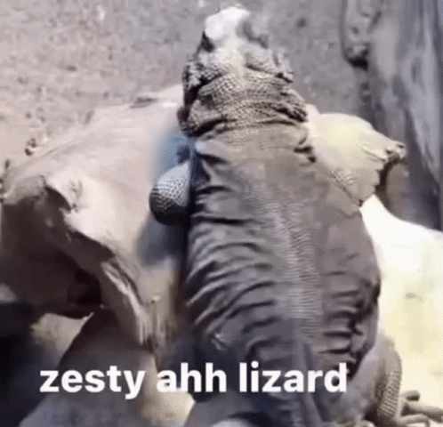 Zesty Lizard Shaking Its Body GIF
