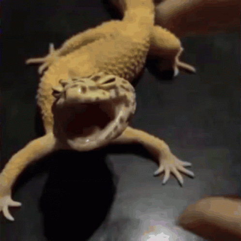 Lizard 498 X 498 Gif GIF