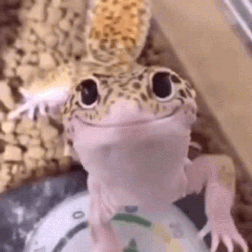 Adorable Lizard Puppy Dog Eyes GIF