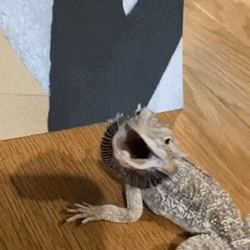 Grumpy Little Lizard Attacking GIF
