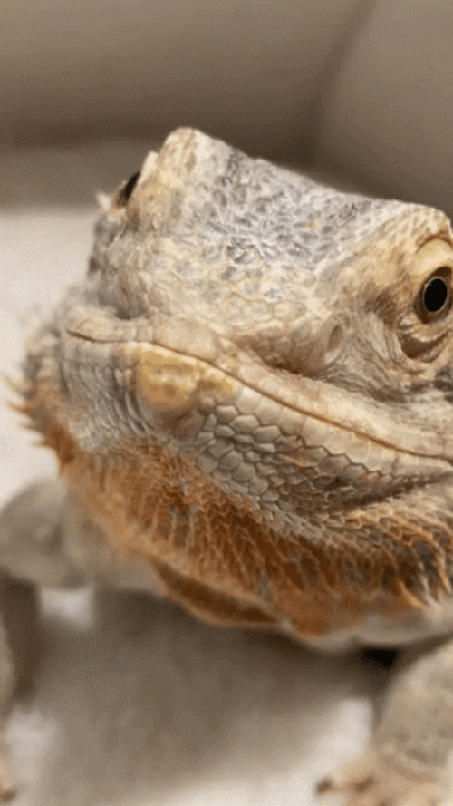 Lizard Boop Close Up GIF