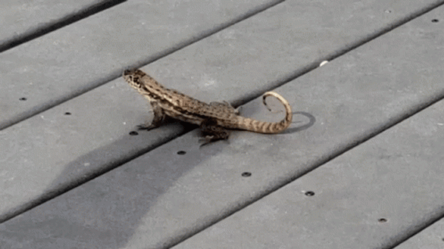 Lizard Bouncing Up And Down GIF