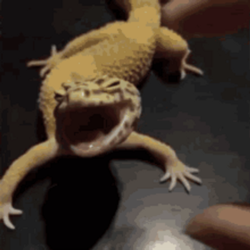 Lizard Closing Wide Gaping Mouth GIF