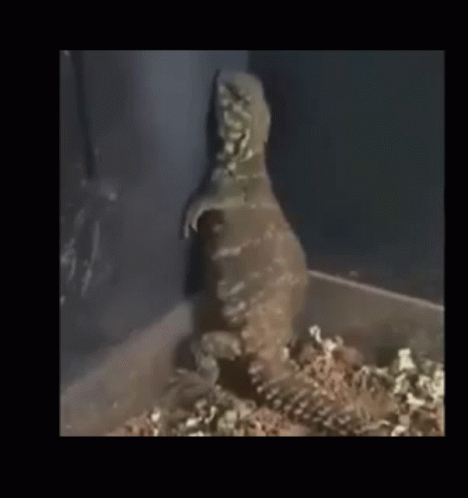 Lizard Dancing In A Corner GIF