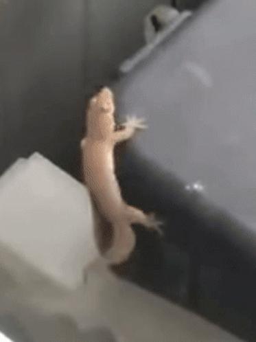 Lizard Dancing In The Corner Of A Surface GIF
