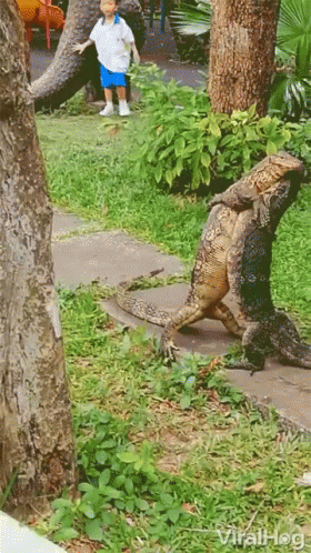 Lizard Dancing With A Partner GIF
