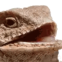 Lizard Face With Open Mouth
