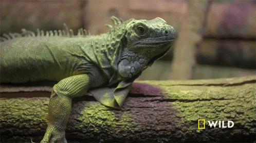 Lizard Laying On Log With National Geographic Logo GIF