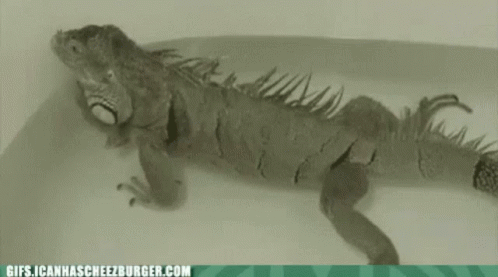 Lizard Laying GIF