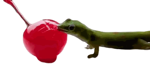 Lizard Licking Red Cherry