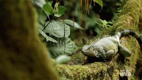 Lizard on Mossy Tree Branch National Geographic Wild