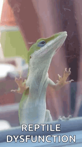 Lizard Reptile Dysfunction