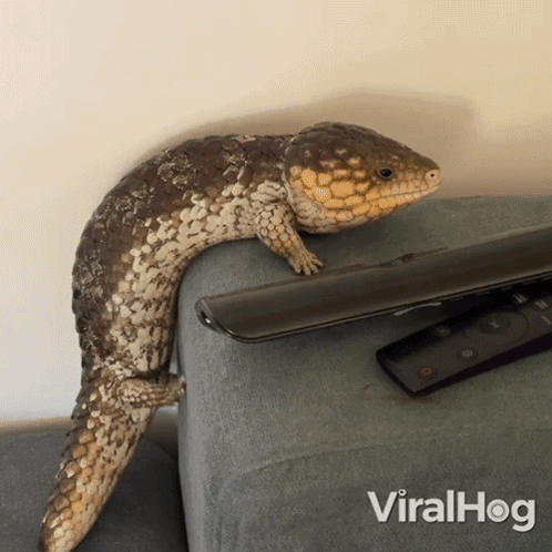 Lizard Sitting Next to Viralhog Remote