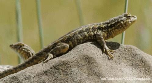 Lizard Sitting on Rock