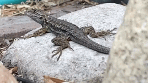 Lizard Sitting on Rock Next to Tree