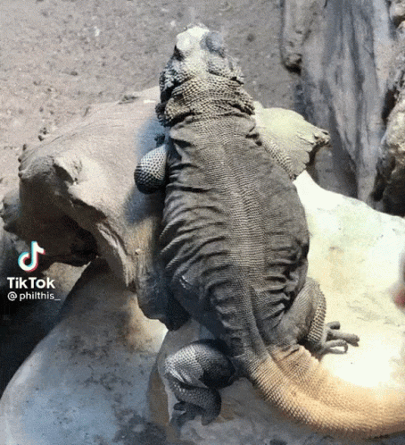 Lizard Sitting on Rock With TikTok Watermark