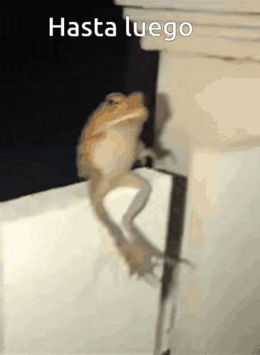 Lizard Sitting on Wall Hasta Luego