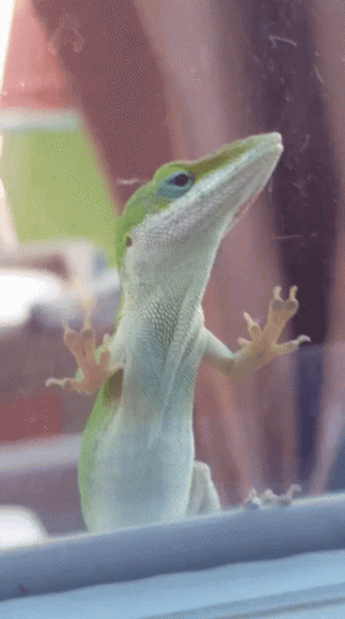  Lizard Sneaking At Glass Window GIF