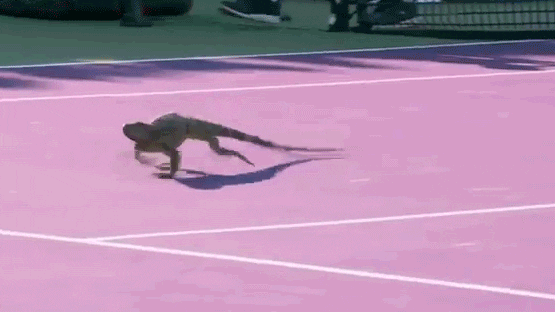 Lizard Sprint In Tennis Court GIF
